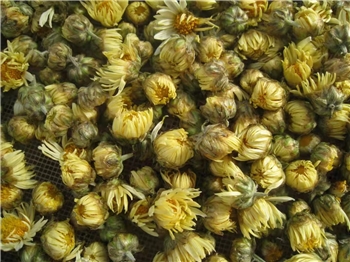 高山菊