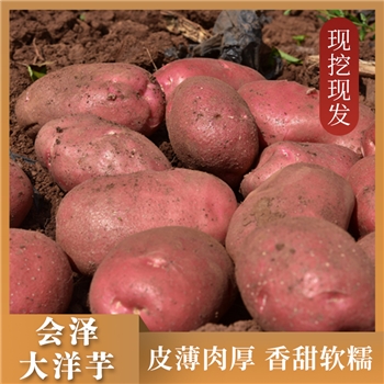 会泽大洋芋