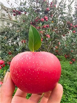 剑川马登红富士苹果  5kg/箱（一级果）